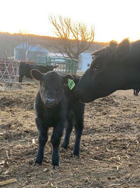 New calf